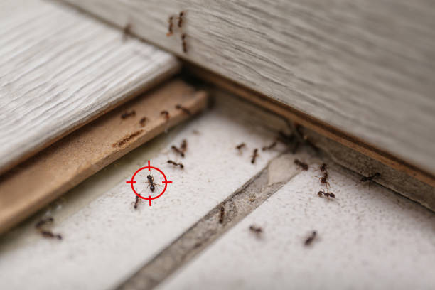 Best Insect Control  in Columbus, NM