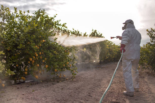 Insect Control in Columbus, NM